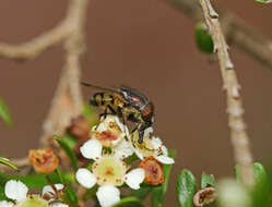 Stomorhina discolor (Fabricius 1794) resmi