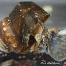 Image of Tulotoma snail