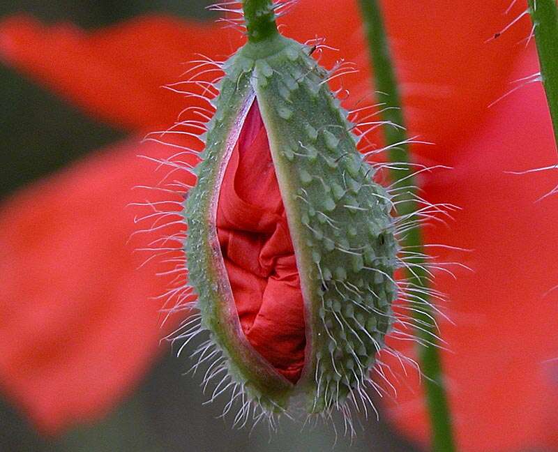 Image of corn poppy