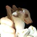 Image of Ethiopian Epauletted Fruit Bat