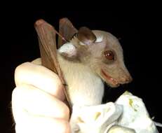 Image of Ethiopian Epauletted Fruit Bat