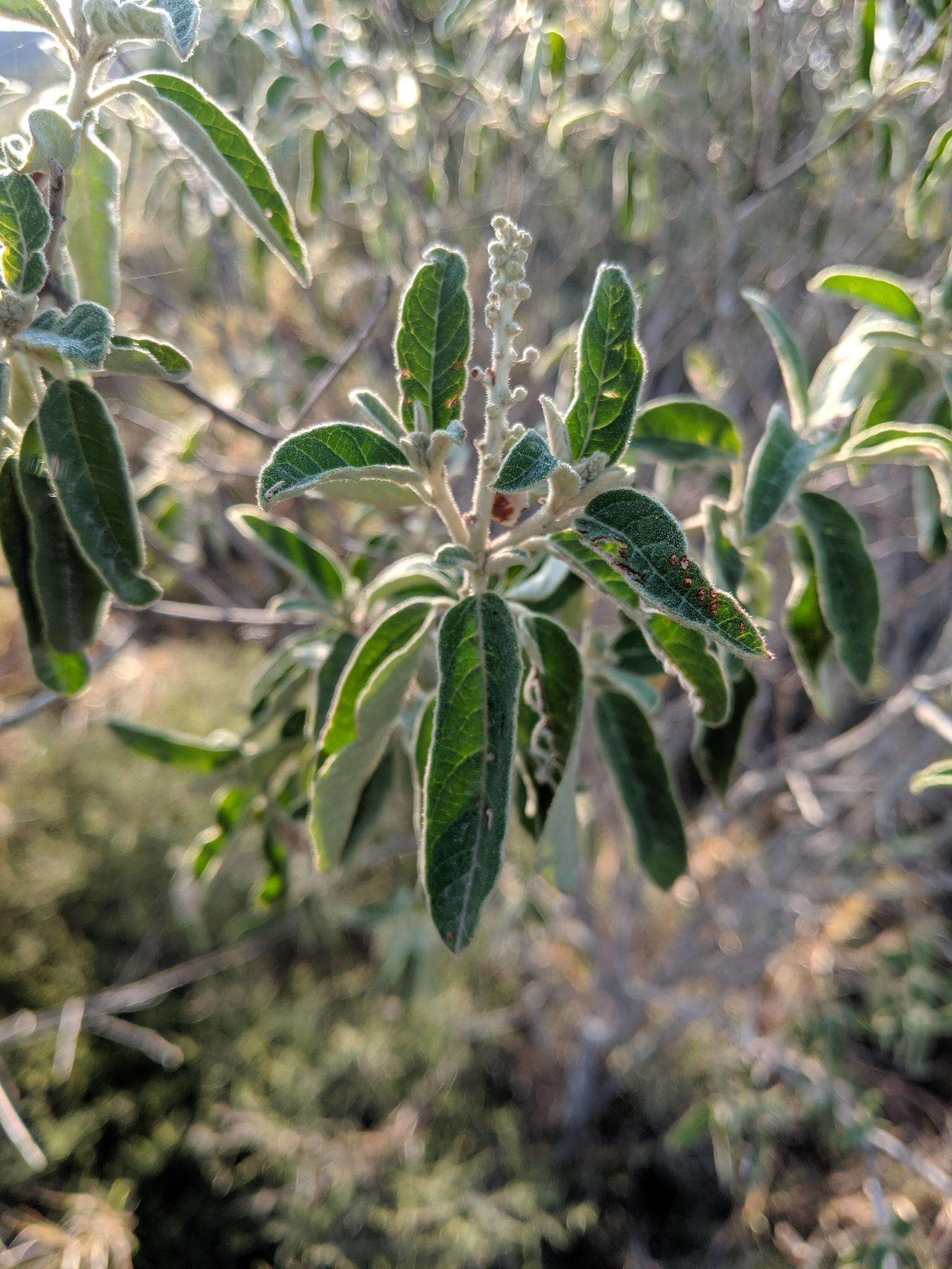 Image of Torrey's croton