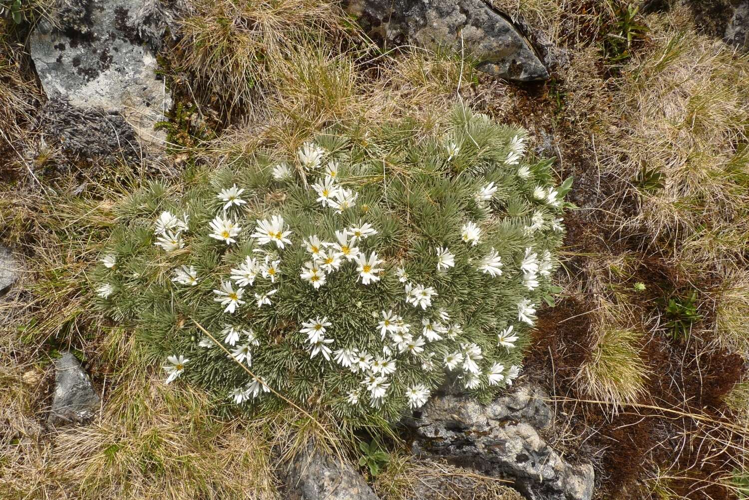 Image of Celmisia sessiliflora Hook. fil.