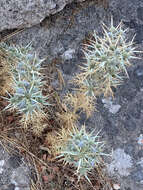 Image of Eryngium glomeratum Lam.