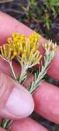 Imagem de Helichrysum hamulosum DC.