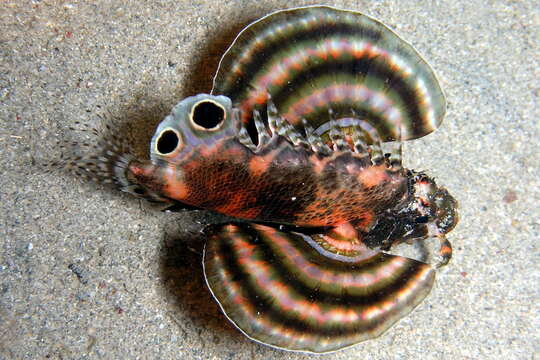 Image of Twinspot lionfish