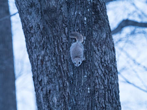 صورة Pteromys volans orii (Kuroda 1921)