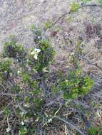 Image of Mexican cliffrose