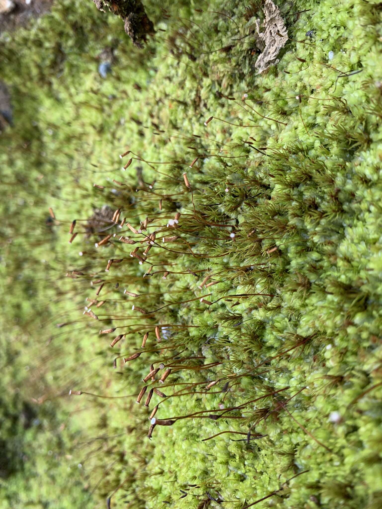 Image of oligotrichum moss