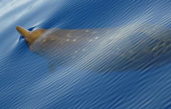Image of Blainville's Beaked Whale