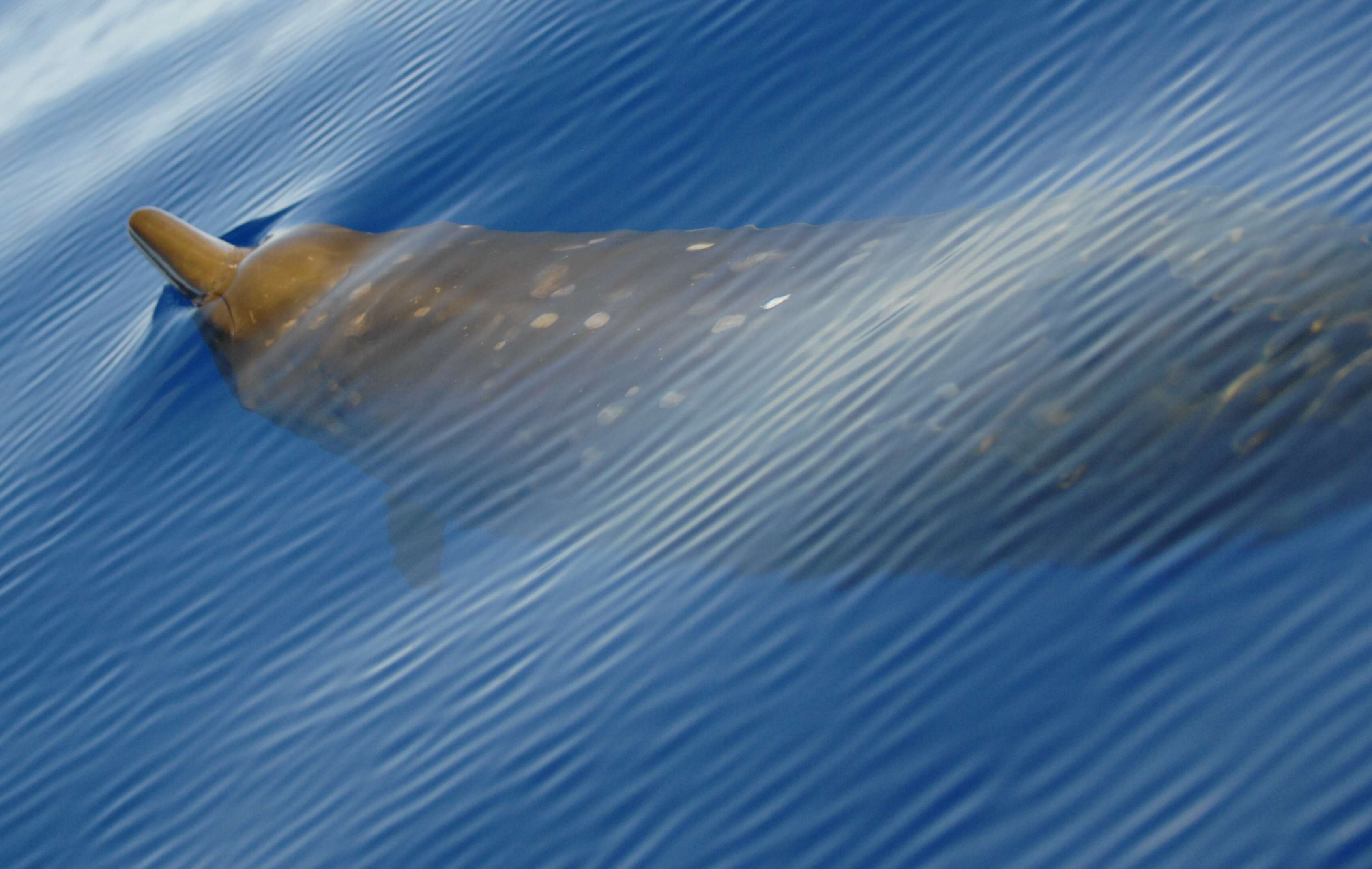 Image of Blainville's Beaked Whale