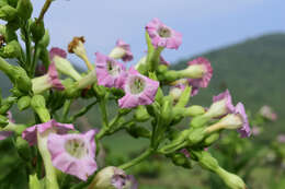 Image of cultivated tobacco