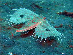 Image of Oriental flying gurnard