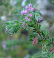 Image of Erica turgida Salisb.