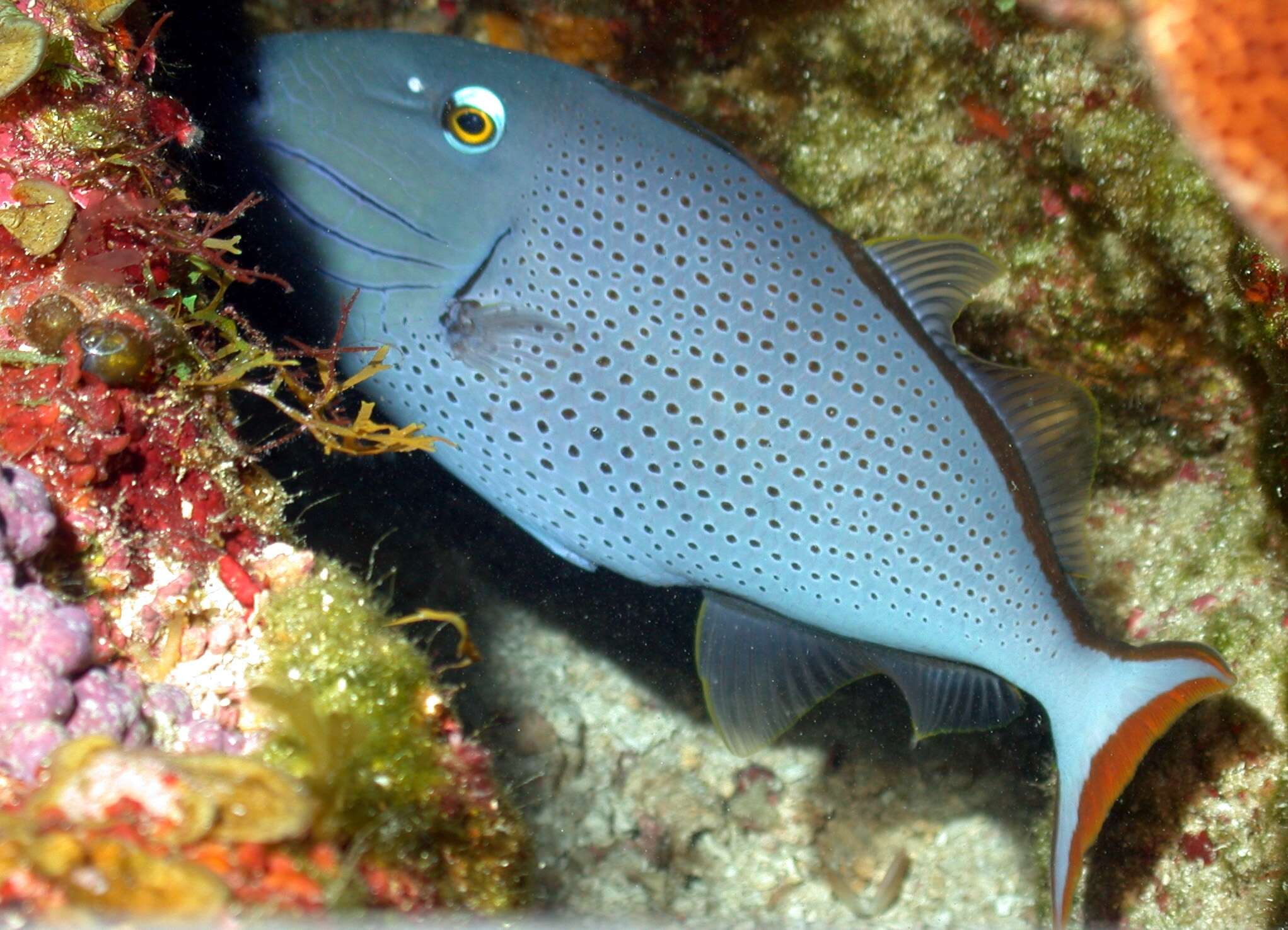 Image of Sargassum Triggerfish