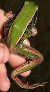 Image of Lemaire's white-lipped frog