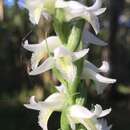 Imagem de Spiranthes odorata (Nutt.) Lindl.