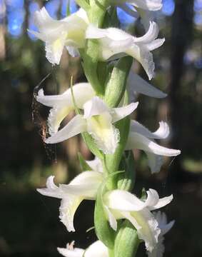 Image of Marsh lady's tresses