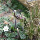 Image de Silene mandonii (Rohrb.) Bocquet