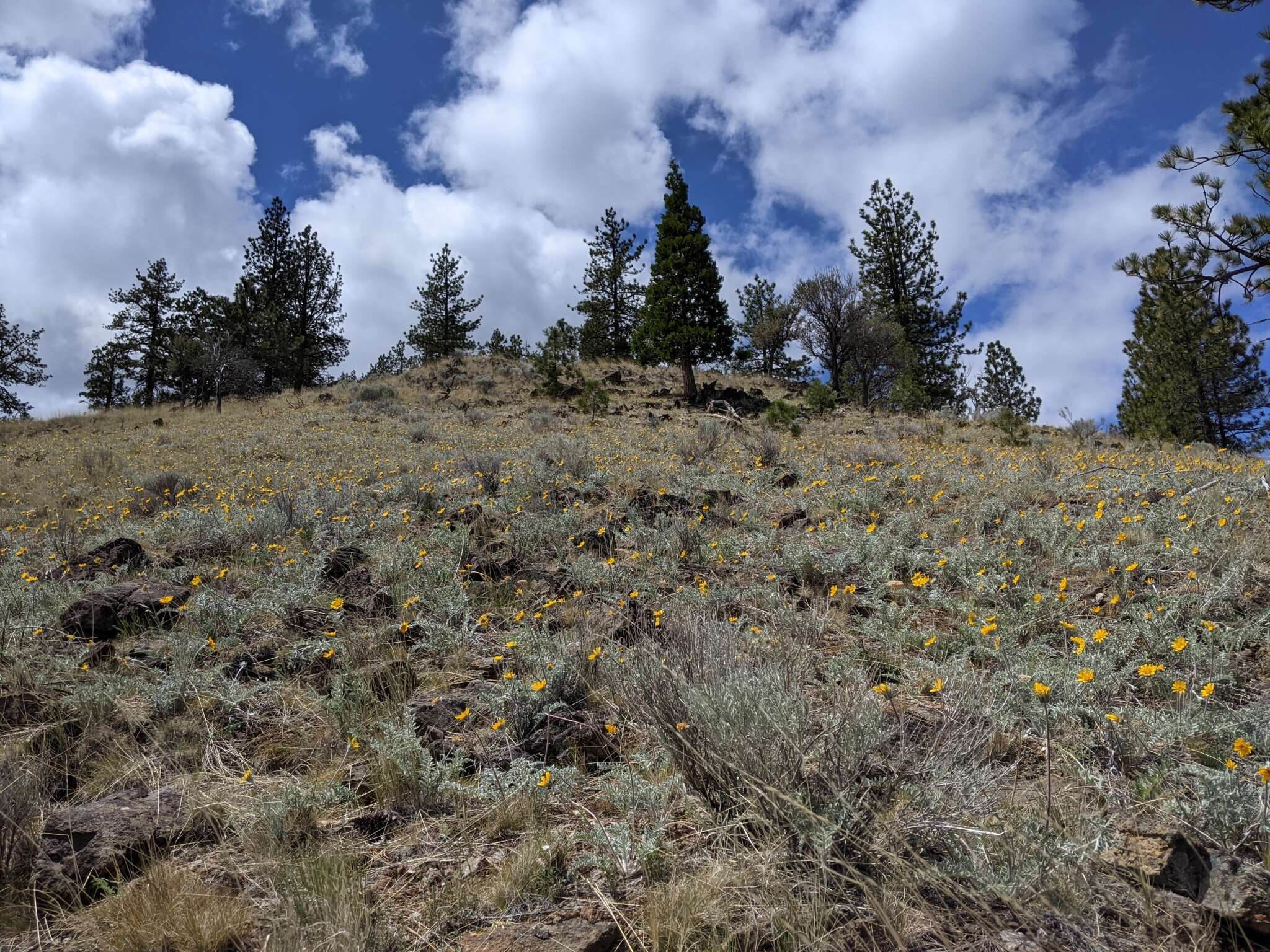 Plancia ëd Balsamorhiza lanata (W. M. Sharp) W. A. Weber