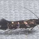 Image of Stagmatophora argyrostrepta (Meyrick 1897)