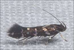 Image de Stagmatophora argyrostrepta (Meyrick 1897)