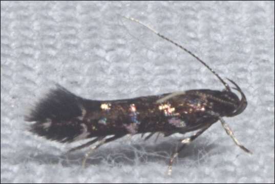 Image of Stagmatophora argyrostrepta (Meyrick 1897)