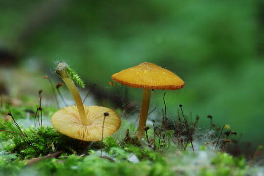 Image of Deer Mushrooms