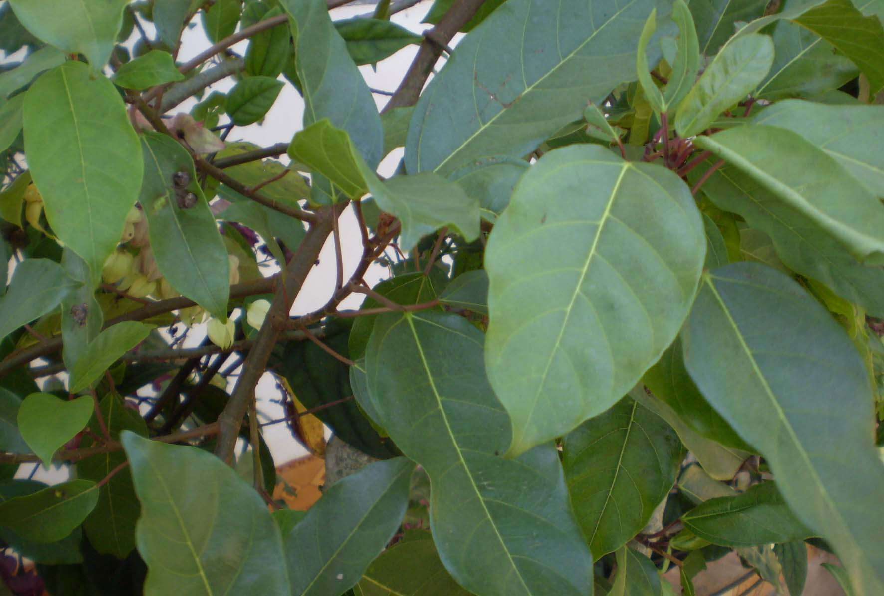 Imagem de Ficus racemosa L.