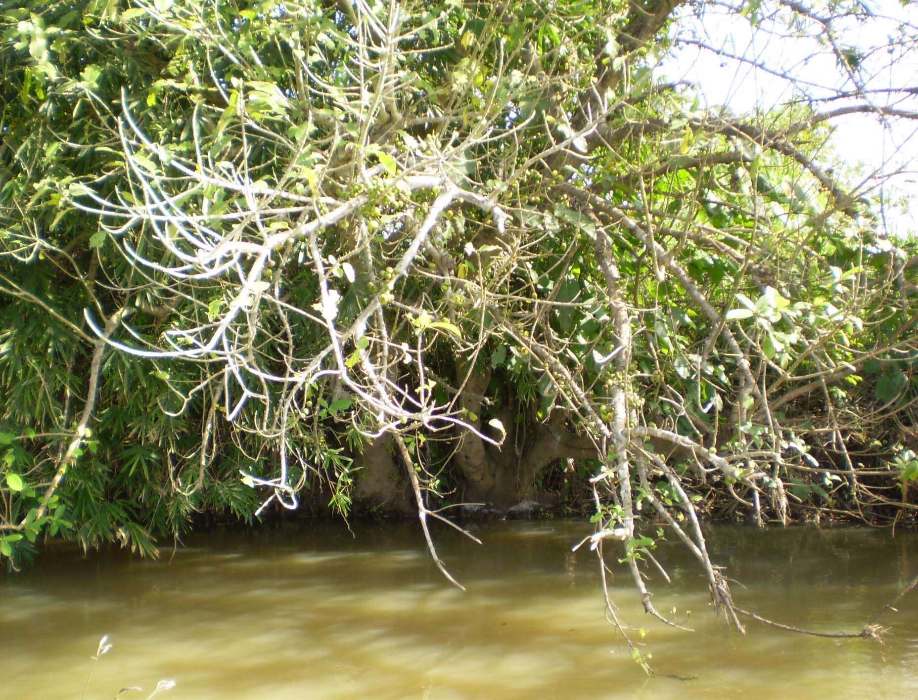 Imagem de Ficus racemosa L.