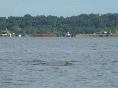 Image of Snubfin Dolphins