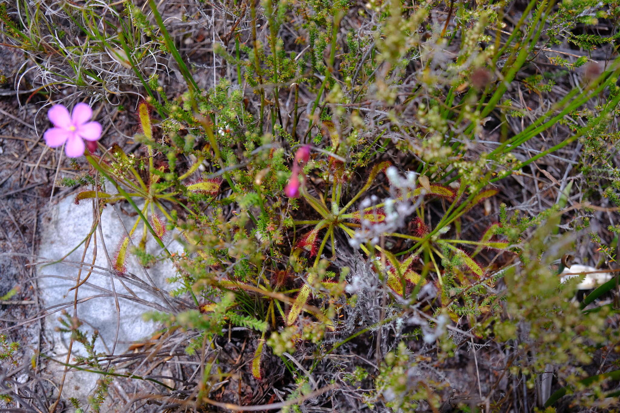 Drosera ramentacea Burch. ex DC.的圖片