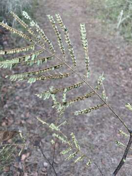 Image of Albizia julibrissin var. julibrissin