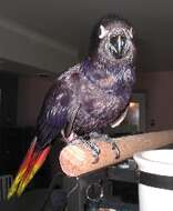 Image of Black Lory