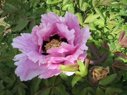 Image of Paeonia rockii (S. G. Haw & Lauener) T. Hong & J. J. Li ex D. Y. Hong