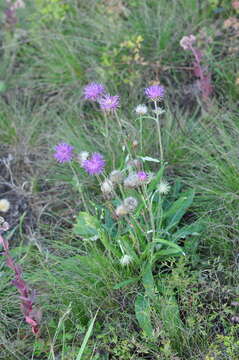 Image of Jurinea cyanoides (L.) Rchb.