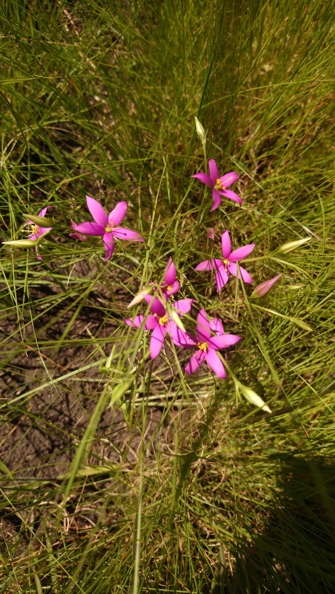 Image of Chironia purpurascens subsp. purpurascens