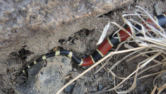 Image of Micrurus distans zweifeli Roze 1967