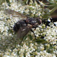 Image of Linnaemya tessellata (Brooks 1944)