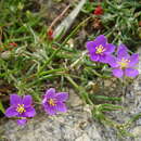 Image of purple sandspurry