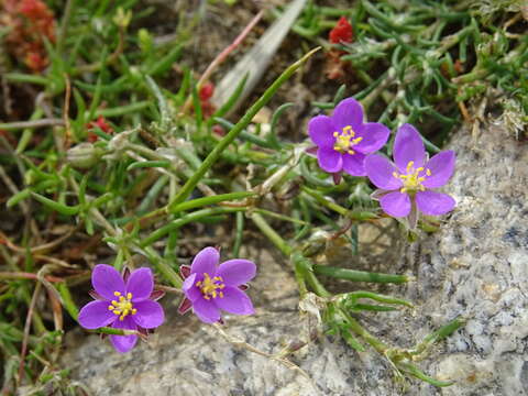 صورة Spergularia purpurea (Pers.) G. Don fil.