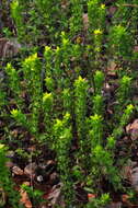 Image of mountain ironwort