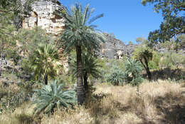 Image of Cycas brunnea K. D. Hill