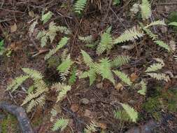 Image of Coryphopteris nipponica (Franch. & Sav.) S. E. Fawc. & A. R. Sm.