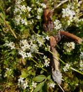 Image of heath bedstraw