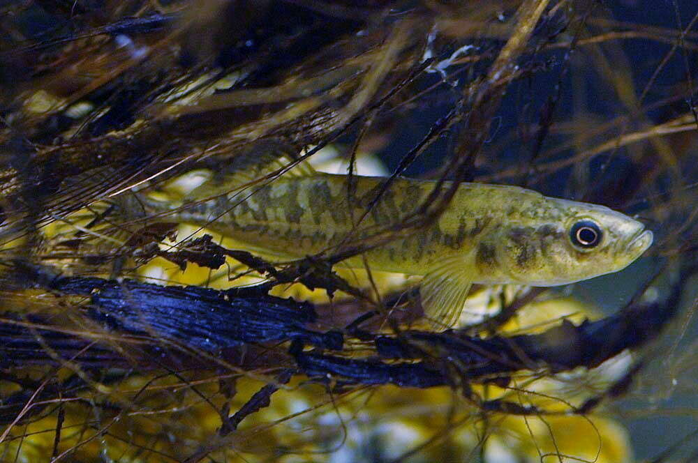 Image of Sakhalin stickleback