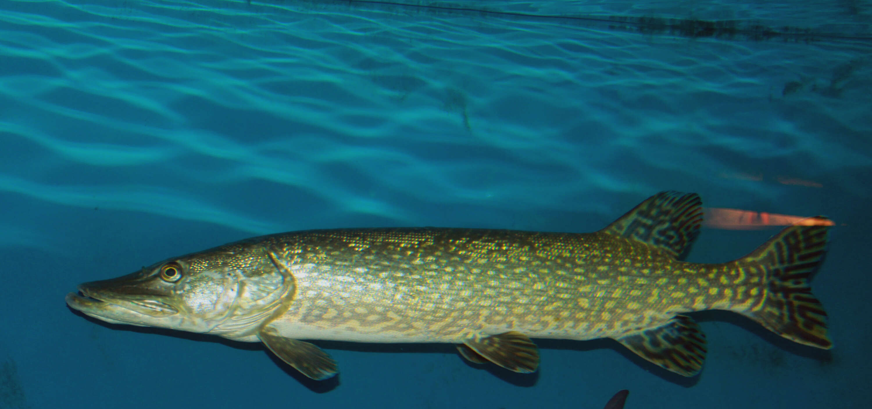 Image of Northern pike