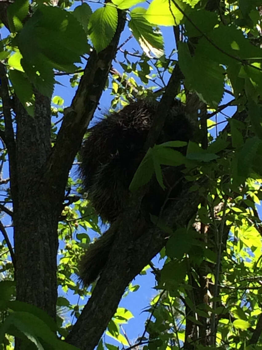 Image of North American porcupine