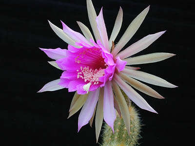 Image of Cactus