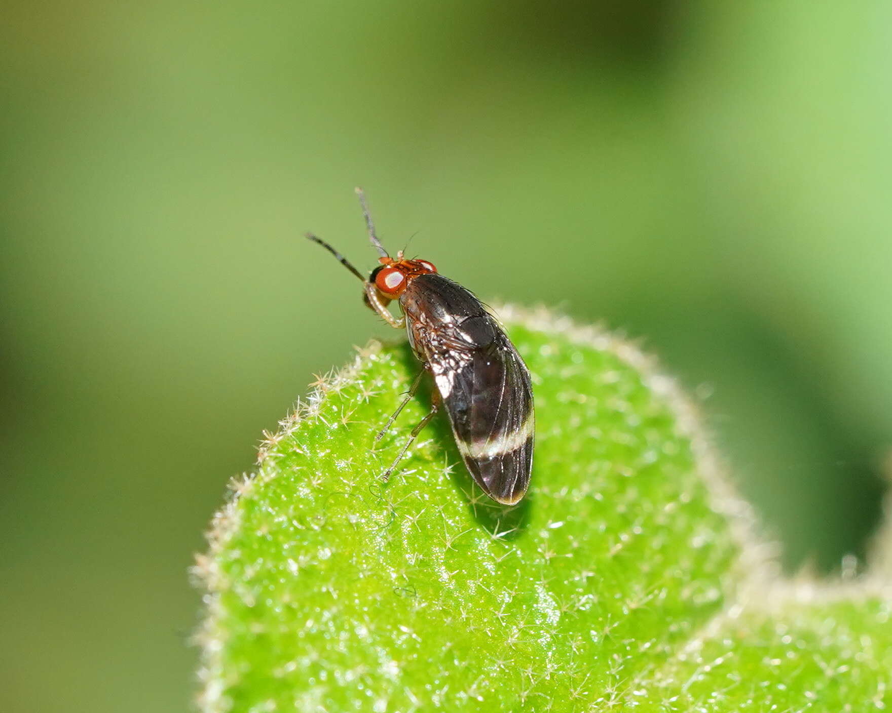 Image of Depressa atrata Malloch 1926